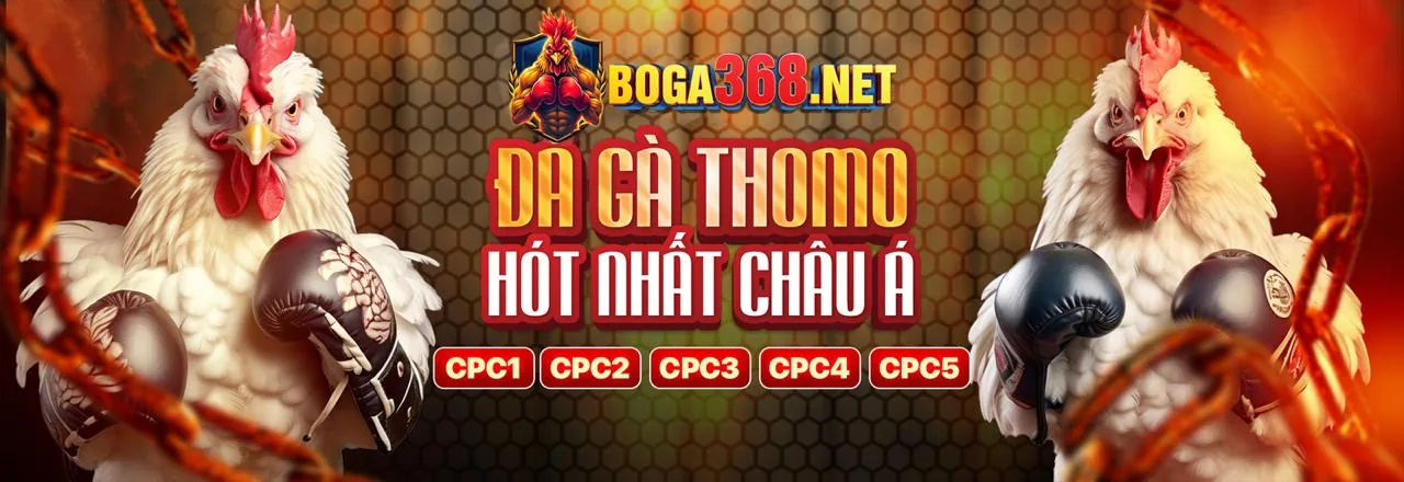 Đá gà trực tiếp Thomo hôm nay 2026